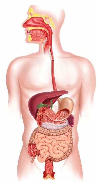 الجهاز الهضمي